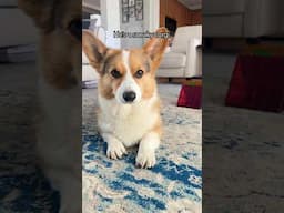 My Little Sneaky Corgi #corgi #dogs #shorts