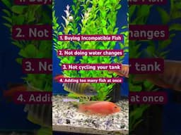 Aquarium Mistakes to avoid 🐟 #aquarium #aulonocara #africancichlids