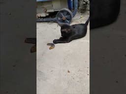 Kitten VS Caterpillar!