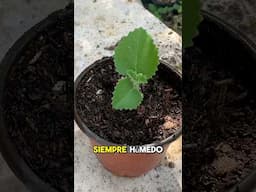 Reproducción de Orégano Orejón 🌿#agro #plantas #shortvideo #shorts #garden #jardin