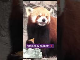 Red panda with ice treats