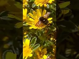 Forever-ish ❤️ #gardenflowers #wildlife #bumblebee Music by @slimdan2694
