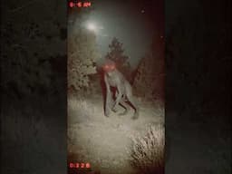 Chupacabra Caught on Trail Camera Near Native Reservation