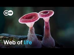The wonderful world of fungi | DW Documentary
