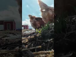 The chickens are back to work! #myflowerfarm #chickens