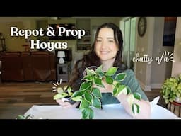 Repot & Propagate Some Hoya Plants With Me! | Chatty Q&A