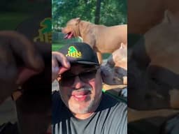 Never Hit A Dog‼️ #qbnkennel #dogtalk #puppy