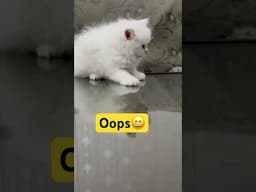 Persian kitten don’t want to turn 😁