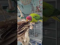 DIY Bird Toy Success!