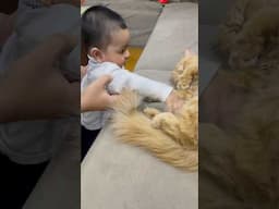 Kya bacchi wale ghar se cat ko hata dena chahiye ?