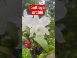 cattleya orchid