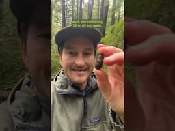 Why Western Hemlocks are some of the MOST INCREDIBLE Trees!