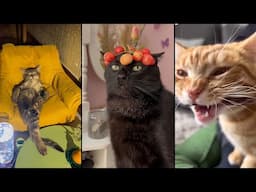 Cute and funny CATS.🐱 And Some Just Interesting Moments.😻Videos🔶 Сompilation # 59🔶