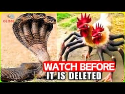 Science CAN’T EXPLAIN Their Existence! Animals Who Are BORN ONLY ONCE in Thousand Years! Documentary