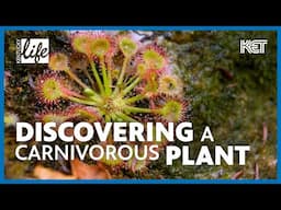 In Search of the Round Leaved Sundew | McCreary County, KY | Kentucky Life | KET