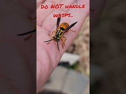 Queen Southern Yellowjacket Wasp #shorts #animals #nature