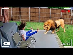 35 Shocking Moments Wild Animals Entering Cities Caught On Camera !