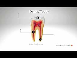 Bilingual Vocabulary Video: Teeth/ os dentes #shorts #learnportuguese