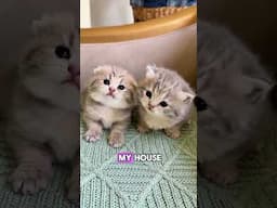 Literally mission impossible !