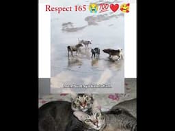 Seekor kucing dibully oleh 3 anjing liar 😭😱🥰