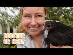 Introducing New Chickens: Will the Old Hens Accept Them?