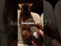 Avocados 🥑 #meows #cat #car #organic #viralshort
