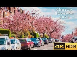 London Cherry Blossom is Gorgeous! 🌸  [4K]