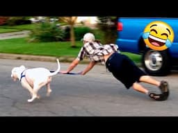 Funniest Animal Videos 😆 Try Not To Laugh Cats And Dogs 🤣 😆 CHARLIE #21