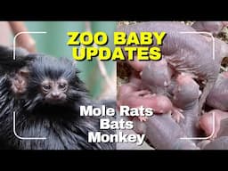 Baby Update | Mole Rats, Bats & Monkey
