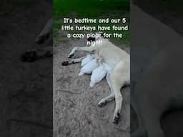 When Your Livestock Guardian Becomes a Turkey Mom 🦃🐶