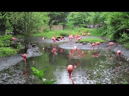 Caribbean flamingo enclosure and birds performing courtship display the Bronx Zoo