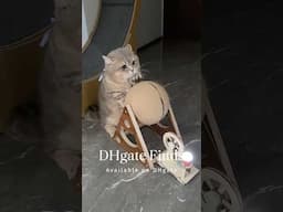 🎯 A CUTE way to Entertain your cats.