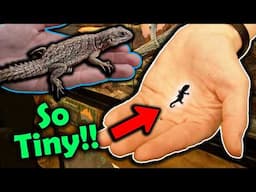 Meet our Smallest Lizards!