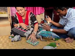 Hand Feeding & Proper Care Of African Grey And Macaw Parrot Babies.