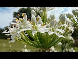 GARLIC CHIVES: What They Look Like & How to Make an Elixir