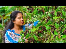 Wild Black Cherry season! We turned the cherries into a violet dessert & a drink | Traditional Me