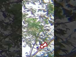 UKLIIK BULLPUP POIN DI JARAK 90+M , MAIN DOT