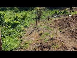 Erecting  a Barb Wire Fence on The School Farm