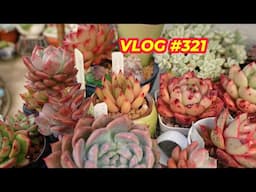BACK TO MY SUCCULENTS | VLOG #321 - Growing Succulents with LizK