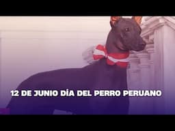 12 de junio Día del Perro Peruano