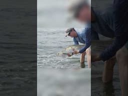 Striped Bass Fishing in the Cape Cod Canal #fishingvideo