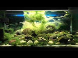 My Epic Hillstream Loach Tank