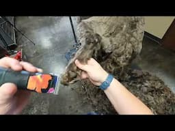Watch This Fluffy Dog Get an Amazing Makeover!
