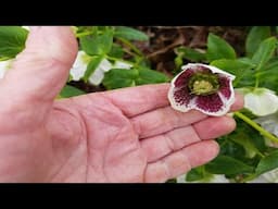 Hellebore Update