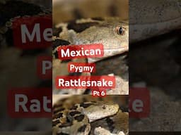 Rare, Venomous, and Almost Unknown: The Mexican Pygmy Rattlesnake Pt 6