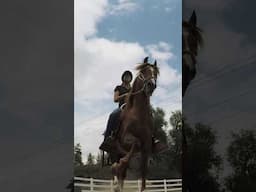 Have you ever seen this unique horse breed?! 🐎 #horse #equestrian #horseriding