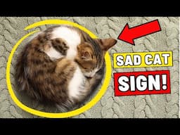 10 Signs Your Cat Feels Ignored – And Needs You More Than You Think