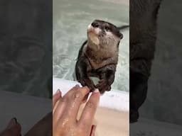 「ママ、ネイル変えた？💅」と気付くカワウソ #shorts