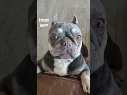 barking at my dog (she understands me)