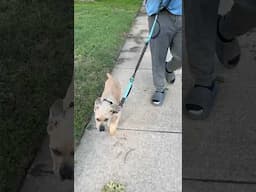 Mowgli leash training